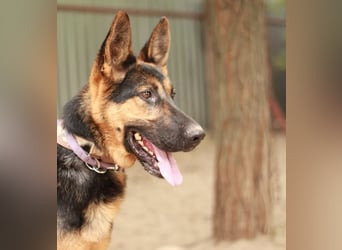 DOREL - Stattlicher Schäferhundmix mit großem Herz sucht ein Zuhause mit Rückhalt und Verständnis