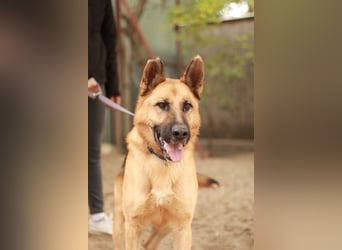 HEROLD - Aktiver, energiegeladener Schäferhund-Mix