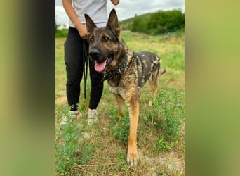 DIESEL ist ein bildschöne Kerl