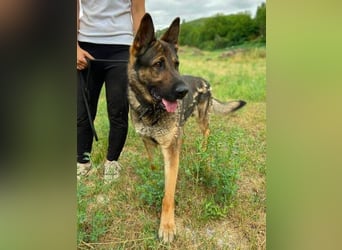 DIESEL ist ein bildschöne Kerl