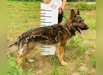 DIESEL ist ein bildschöne Kerl