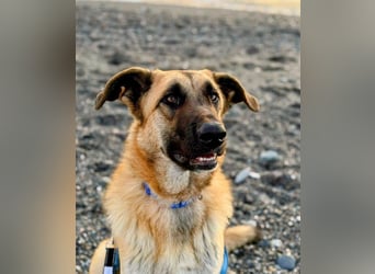 Riesenbaby Cinnamon sucht eine Familie