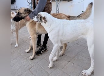 Riesenbaby Cinnamon sucht eine Familie