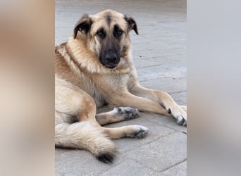 Riesenbaby Cinnamon sucht eine Familie