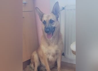 Schmuckstück AMBER sucht ihr Zuhause