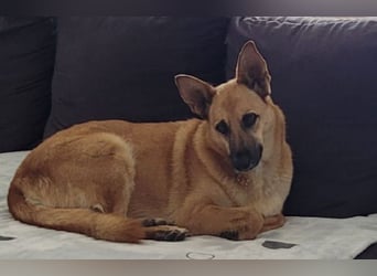 Schmuckstück AMBER sucht ihr Zuhause