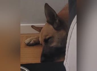 Schmuckstück AMBER sucht ihr Zuhause