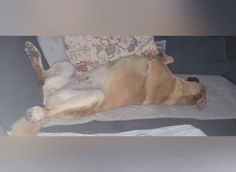 Schmuckstück AMBER sucht ihr Zuhause