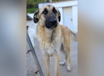 Riesenbaby Cinnamon sucht eine Familie