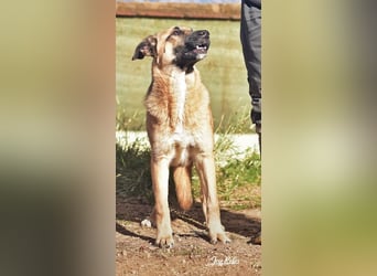 DORA geht mit Dir durch dick und dünn