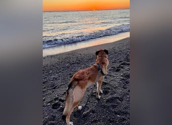 Riesenbaby Cinnamon sucht eine Familie