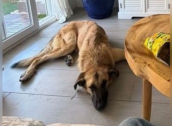 Riesenbaby Cinnamon sucht eine Familie