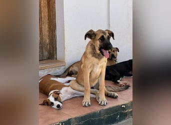 Riesenbaby Cinnamon sucht eine Familie