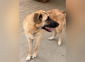 Riesenbaby Cinnamon sucht eine Familie