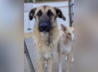 Riesenbaby Cinnamon sucht eine Familie