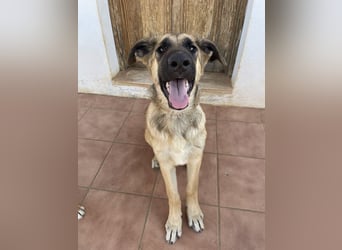 Riesenbaby Cinnamon sucht eine Familie