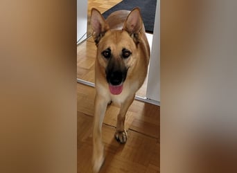 Schmuckstück AMBER sucht ihr Zuhause