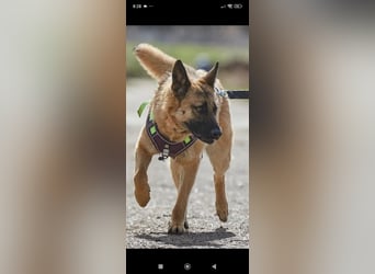 Schäferhund Mischling Kewin sucht ein liebevolles Zuhause
