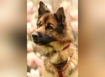 Barny sucht ein erfahrenes und strukturiertes Zuhause..