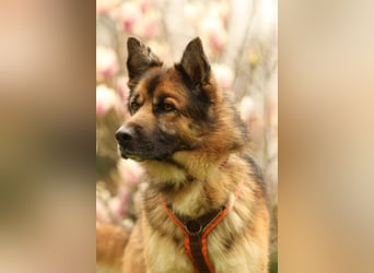 Barny sucht ein erfahrenes und strukturiertes Zuhause..