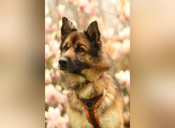 Barny sucht ein erfahrenes und strukturiertes Zuhause..