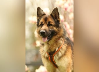 Barny sucht ein erfahrenes und strukturiertes Zuhause..