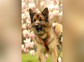 Barny sucht ein erfahrenes und strukturiertes Zuhause..