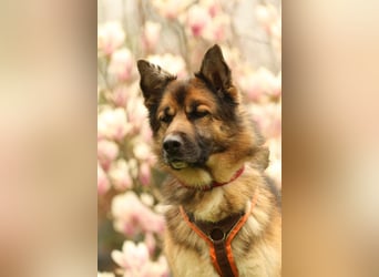 Barny sucht ein erfahrenes und strukturiertes Zuhause..