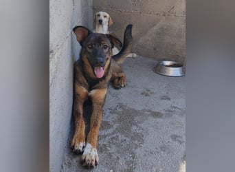 Lerne Nelli in 25474 Bönningstedt kennen