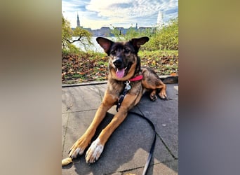 Schäfi-HSH-Mix ♥Nelli♥ wartet in 25474 Bönningstedt