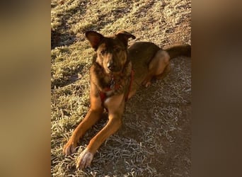 Kluge Nelli wartet in 25474 Bönningstedt