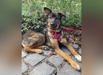 Schäfi-Mix ♥Nelli♥ wartet in 25474 Bönningstedt Schäfi-Mix ♥Nelli♥ wartet in 25474 Bönningstedt