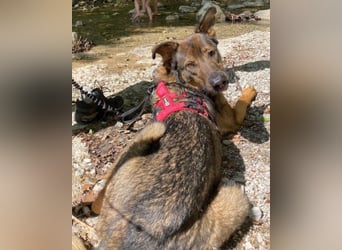 Schäfi-Mix ♥Nelli♥ wartet in 25474 Bönningstedt Schäfi-Mix ♥Nelli♥ wartet in 25474 Bönningstedt