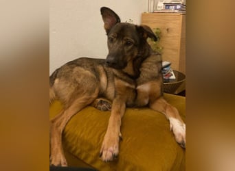 Besuche Nelli in 25474 Bönningstedt