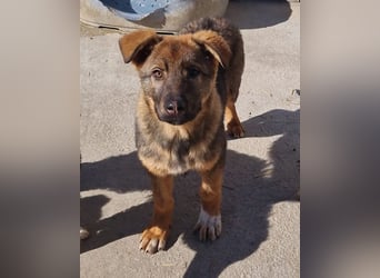 Schäfi-Mix ♥Nelli♥ wartet in 25474 Bönningstedt Schäfi-Mix ♥Nelli♥ wartet in 25474 Bönningstedt