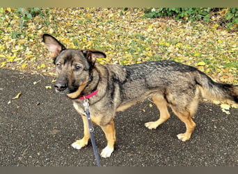 Schäfi-Mix ♥Nelli♥ wartet in 25474 Bönningstedt Schäfi-Mix ♥Nelli♥ wartet in 25474 Bönningstedt