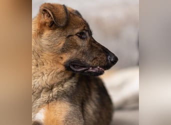 Schäfi-Mix ♥Nelli♥ wartet in 25474 Bönningstedt Schäfi-Mix ♥Nelli♥ wartet in 25474 Bönningstedt