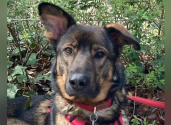 Schäfi-Mix ♥Nelli♥ wartet in 25474 Bönningstedt Schäfi-Mix ♥Nelli♥ wartet in 25474 Bönningstedt