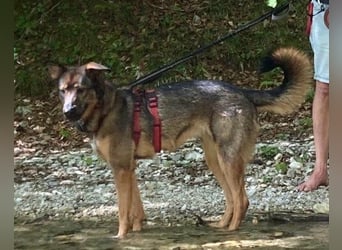 Schäfi-Mix ♥Nelli♥ wartet in 25474 Bönningstedt Schäfi-Mix ♥Nelli♥ wartet in 25474 Bönningstedt