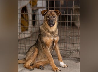 Schäfi-Mix ♥Nelli♥ wartet in 25474 Bönningstedt Schäfi-Mix ♥Nelli♥ wartet in 25474 Bönningstedt