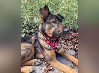 Schäfi-Mix ♥Nelli♥ wartet in 25474 Bönningstedt Schäfi-Mix ♥Nelli♥ wartet in 25474 Bönningstedt