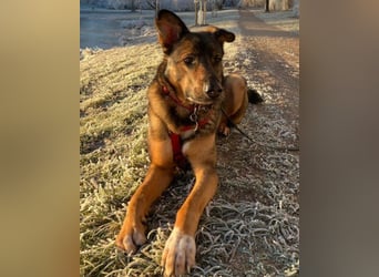 Intelligente Nelli wartet in 25474 Bönningstedt