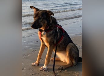 Schäfi-Mix ♥Nelli♥ wartet in 25474 Bönningstedt Schäfi-Mix ♥Nelli♥ wartet in 25474 Bönningstedt