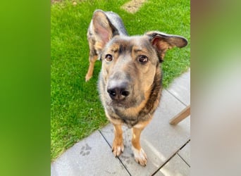 Schäfi-Mix ♥Nelli♥ wartet in 25474 Bönningstedt Schäfi-Mix ♥Nelli♥ wartet in 25474 Bönningstedt