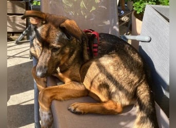 Lerne Nelli in 25474 Bönningstedt kennen