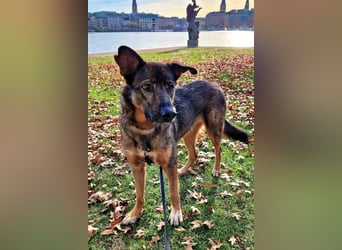 Schäfi-HSH-Mix ♥Nelli♥ wartet in 25474 Bönningstedt