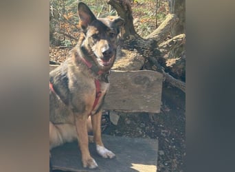 Intelligente Nelli wartet in 25474 Bönningstedt