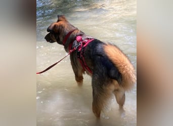 Schäfi-Mix ♥Nelli♥ wartet in 25474 Bönningstedt Schäfi-Mix ♥Nelli♥ wartet in 25474 Bönningstedt