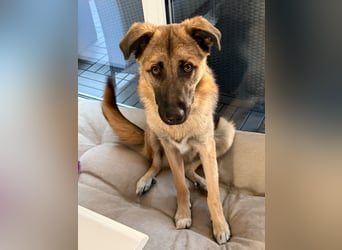 Filou- Schäferhund-MIx