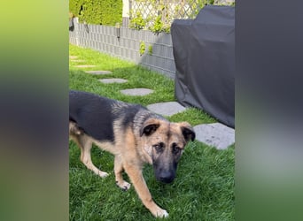 Filou- Schäferhund-MIx